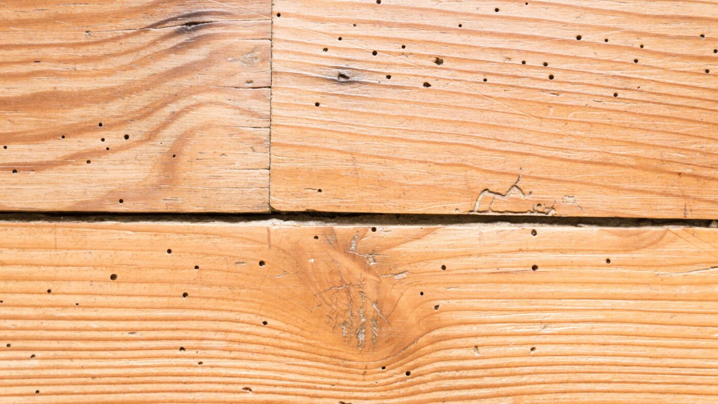 cómo eliminar la carcoma